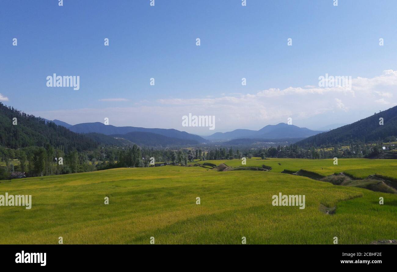 Landscape Green Beauty Paddy Fields, Nature Landscaping. Plants Green ...