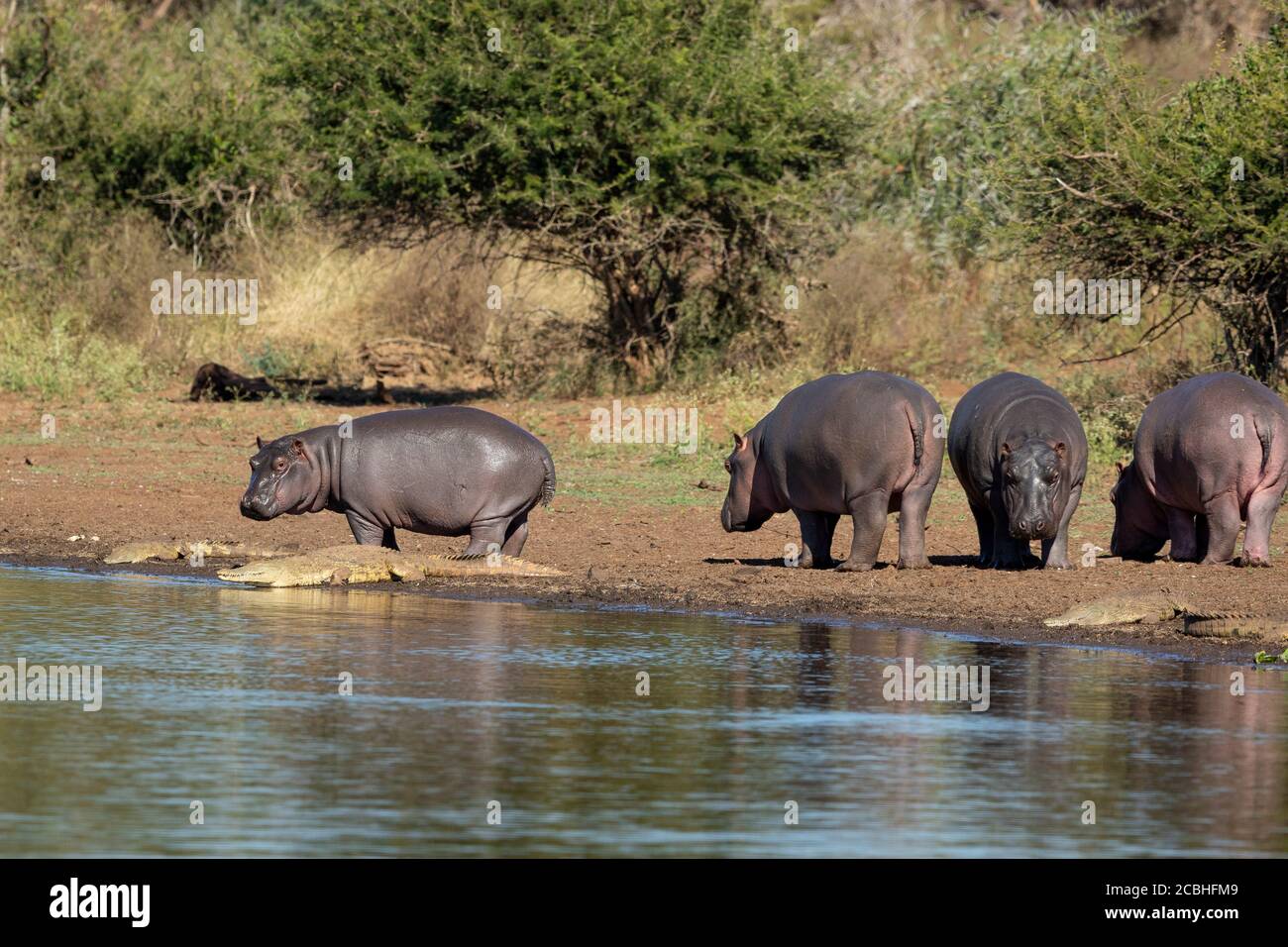 Four hippos grazing near water with one interested in nearby crocodiles in Kruger Park South Africa Stock Photo