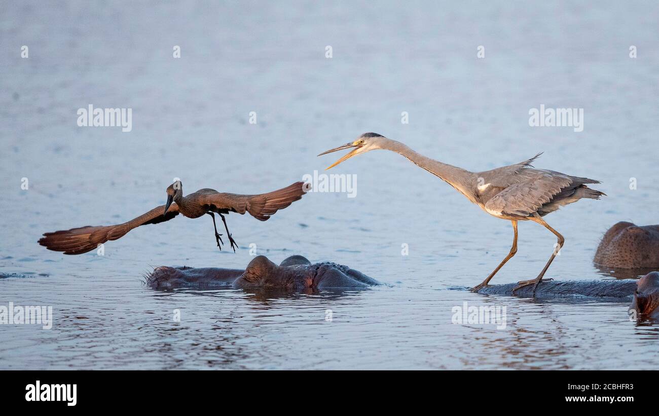 Hippo sleeping in water with grey heron standing on his back and hammerkop taking off from its head in Kruger Park South Africa Stock Photo