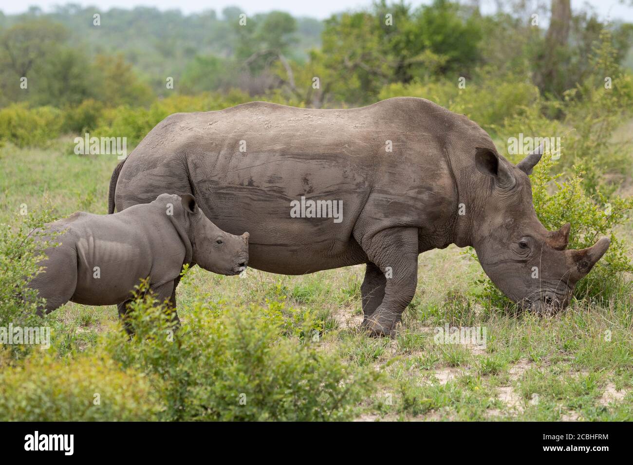 Mother and tiny white rhino baby standing alert in Kruger Park South Africa Stock Photo