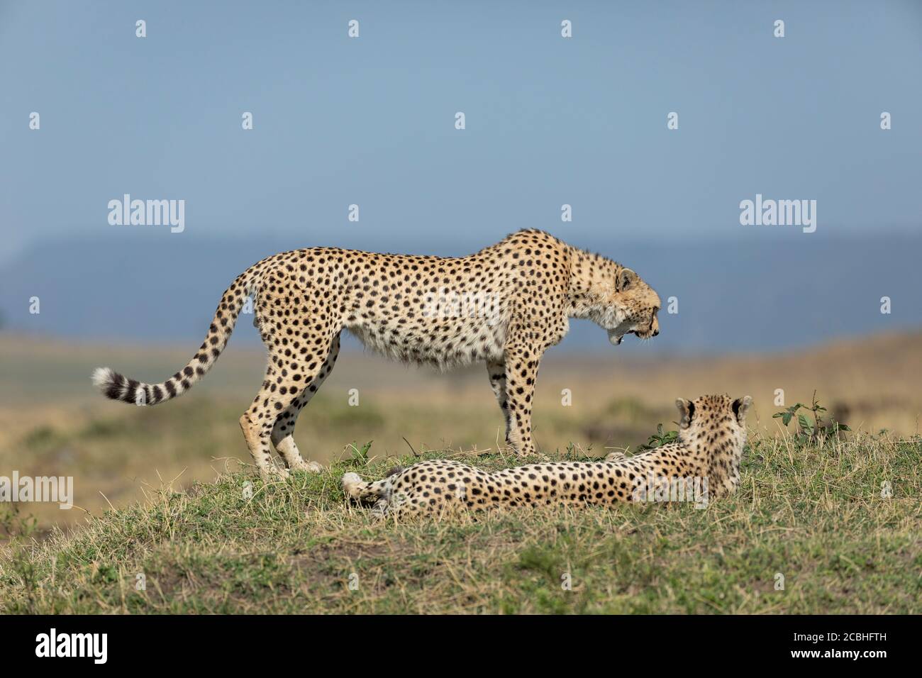 Two cheetahs resting in middle of a sunny day in Masai Mara Kenya with one standing side ways and the other lying down on grass Stock Photo