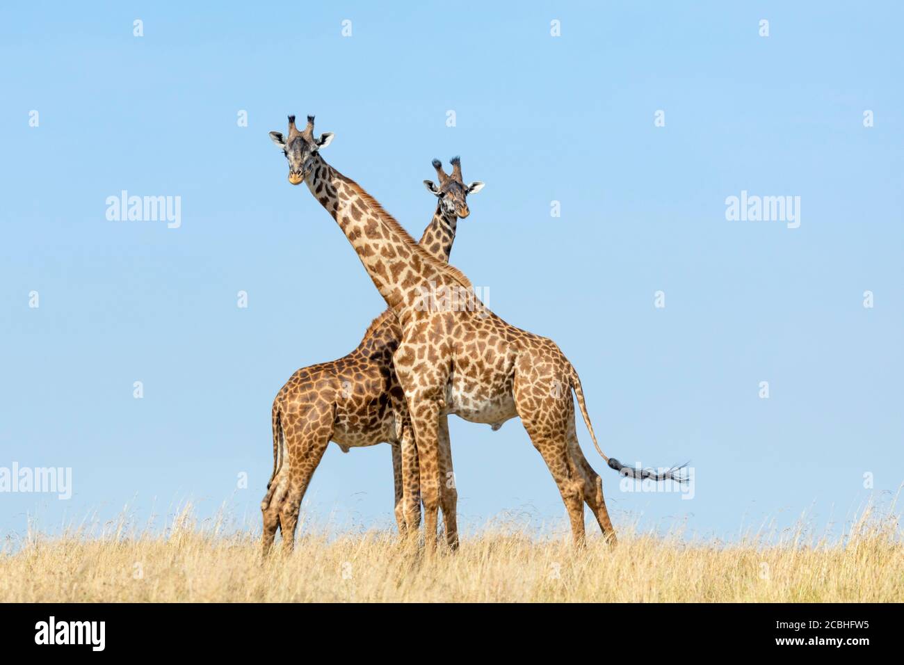 Two adult male giraffe standing next to each other with neck crossed on a sunny day with blue sky in background in Masai Mara Kenya Stock Photo