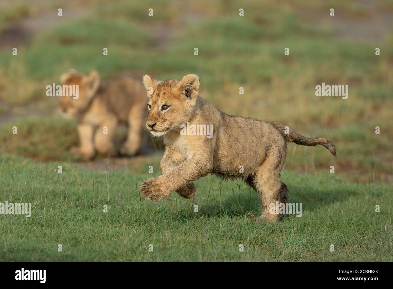 Cute lion cub running across green grass with sibling in background in warm afternoon light in Ndutu Tanzania Stock Photo
