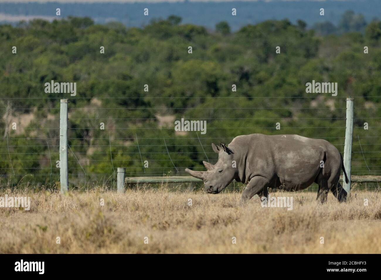 Very rare and highly endangered northern white rhino with large and blunt horn walking along fence in Ol Pajeta Reserve in Kenya Stock Photo