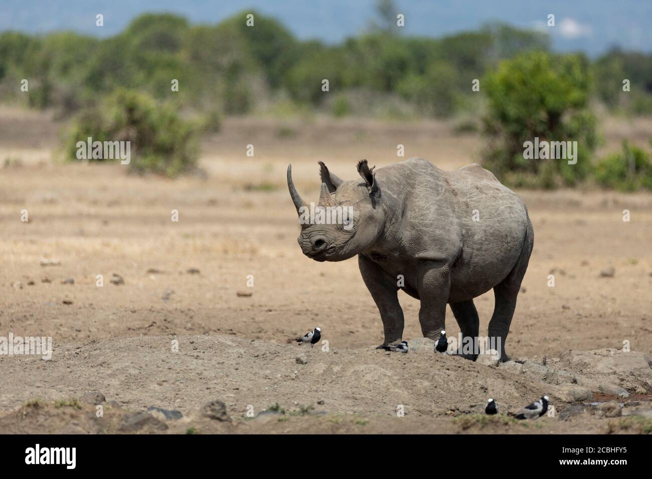 Adult black rhino full body horizontal portrait with pointy ears and big horn in Ol Pajeta Reserve in Kenya Stock Photo