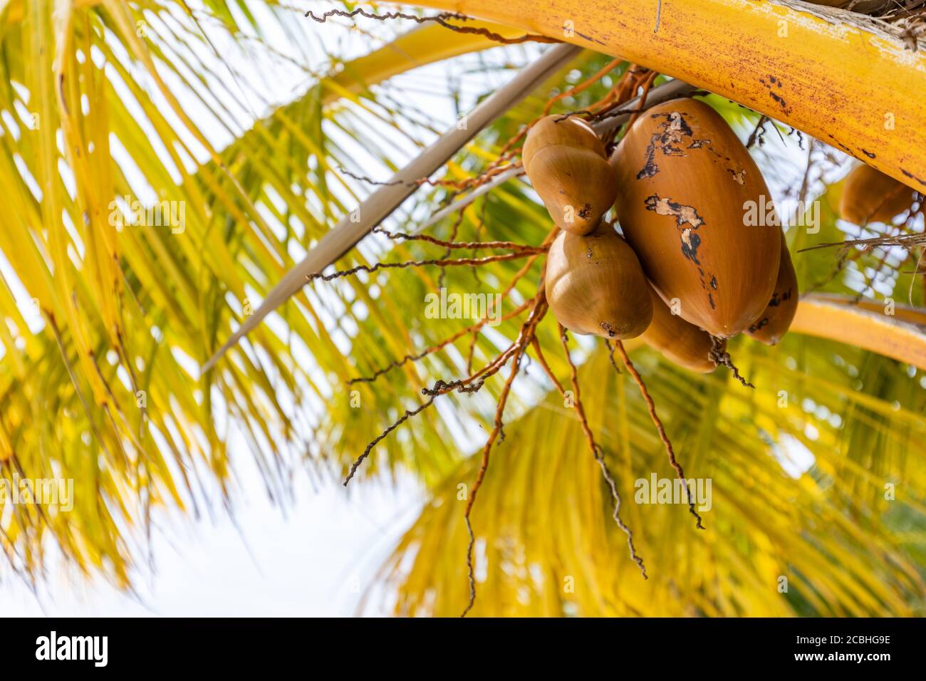 Palm full of coconuts on Maldivian beach. Ready to harvest, tropical fruit on tree Stock Photo