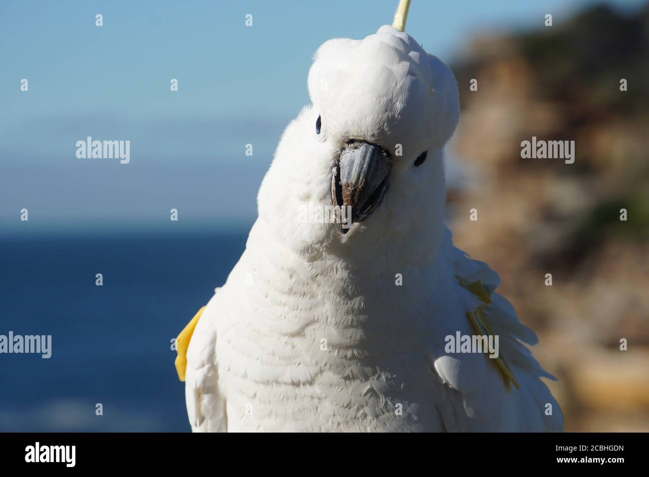 Portrait of a Sweet-Faced Coastal Cockatoo Stock Photo