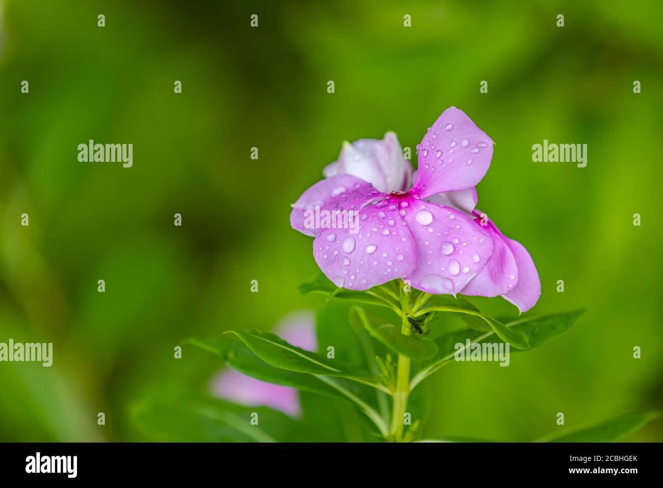 Rain drops on purple flower. Nature garden closeup, flower after summer rain Stock Photo