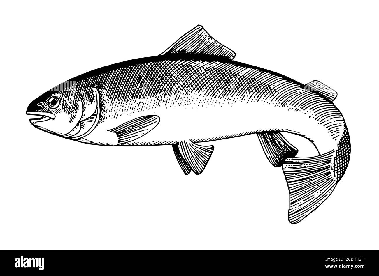 Drawing fish Black and White Stock Photos & Images - Alamy