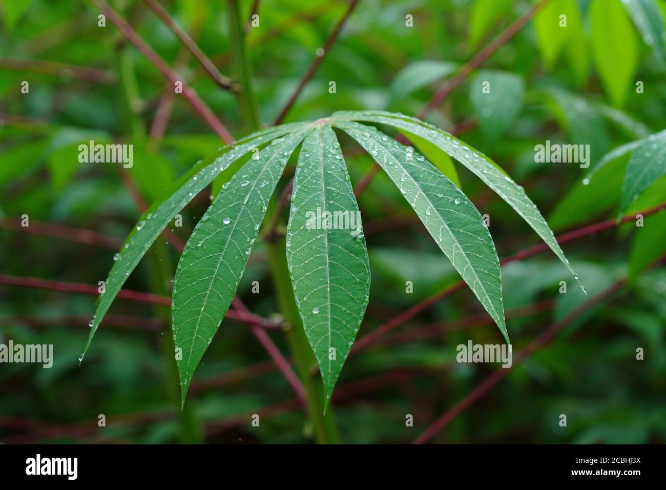 water drops in Tapioca leaf Stock Photo