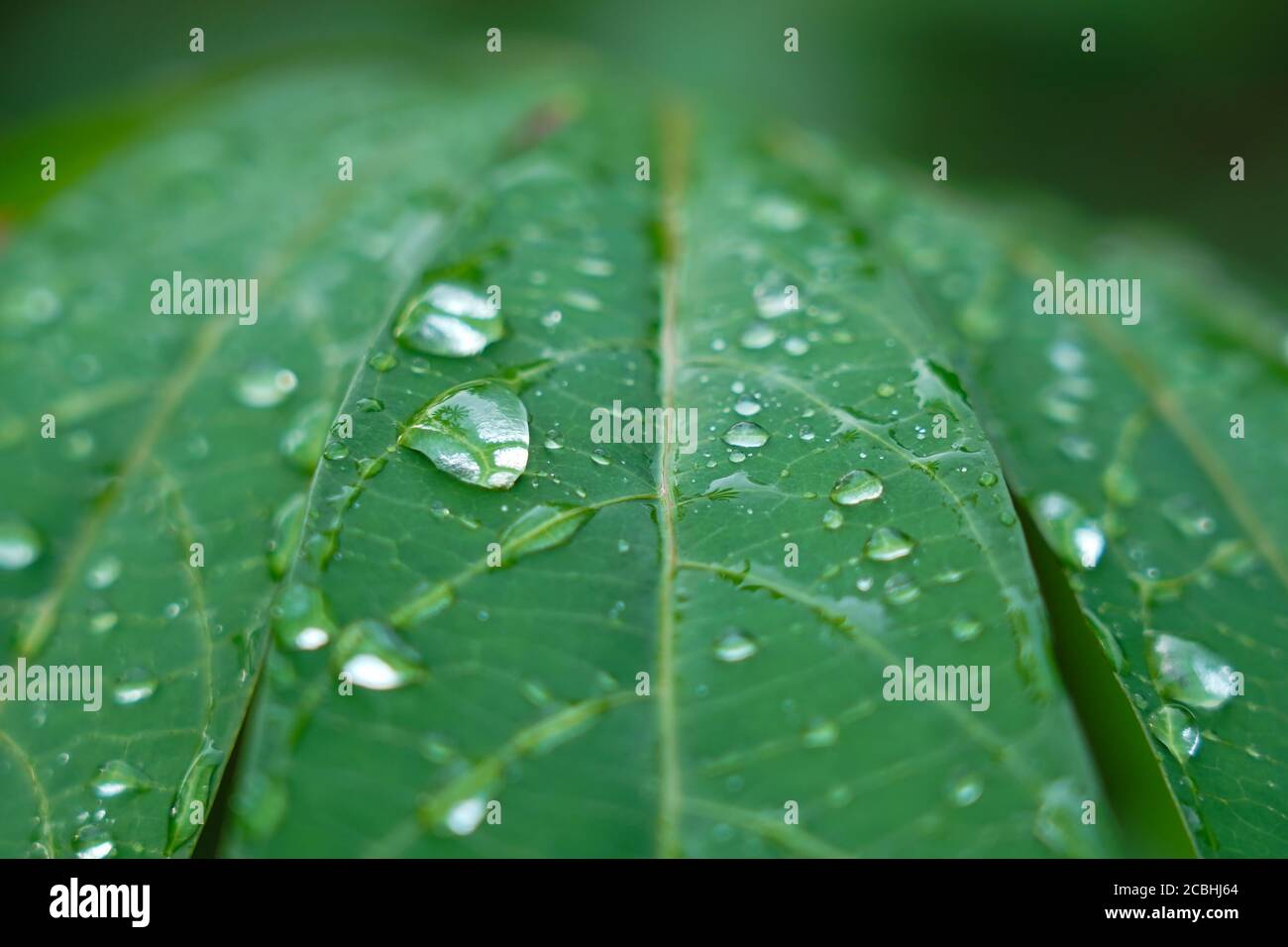 water drops in Tapioca leaf close up Stock Photo