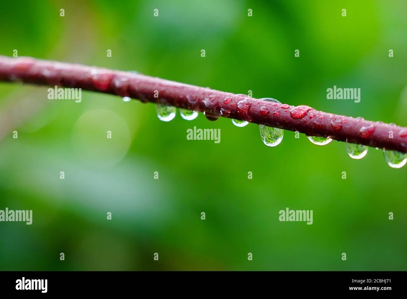 water drops in Tapioca leaf stem Stock Photo