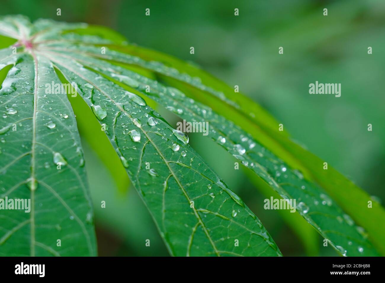 water drops in Tapioca leaf Stock Photo