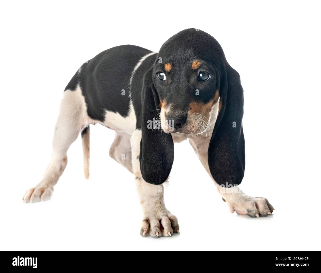 puppy bernese Schweizer Laufhund in front of white background Stock Photo