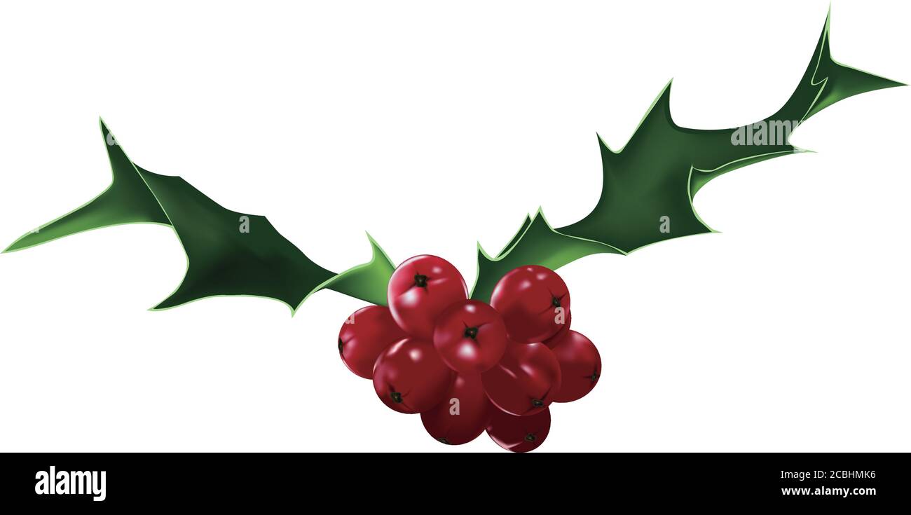 holly berries and leaves on isolated background Stock Vector Image ...