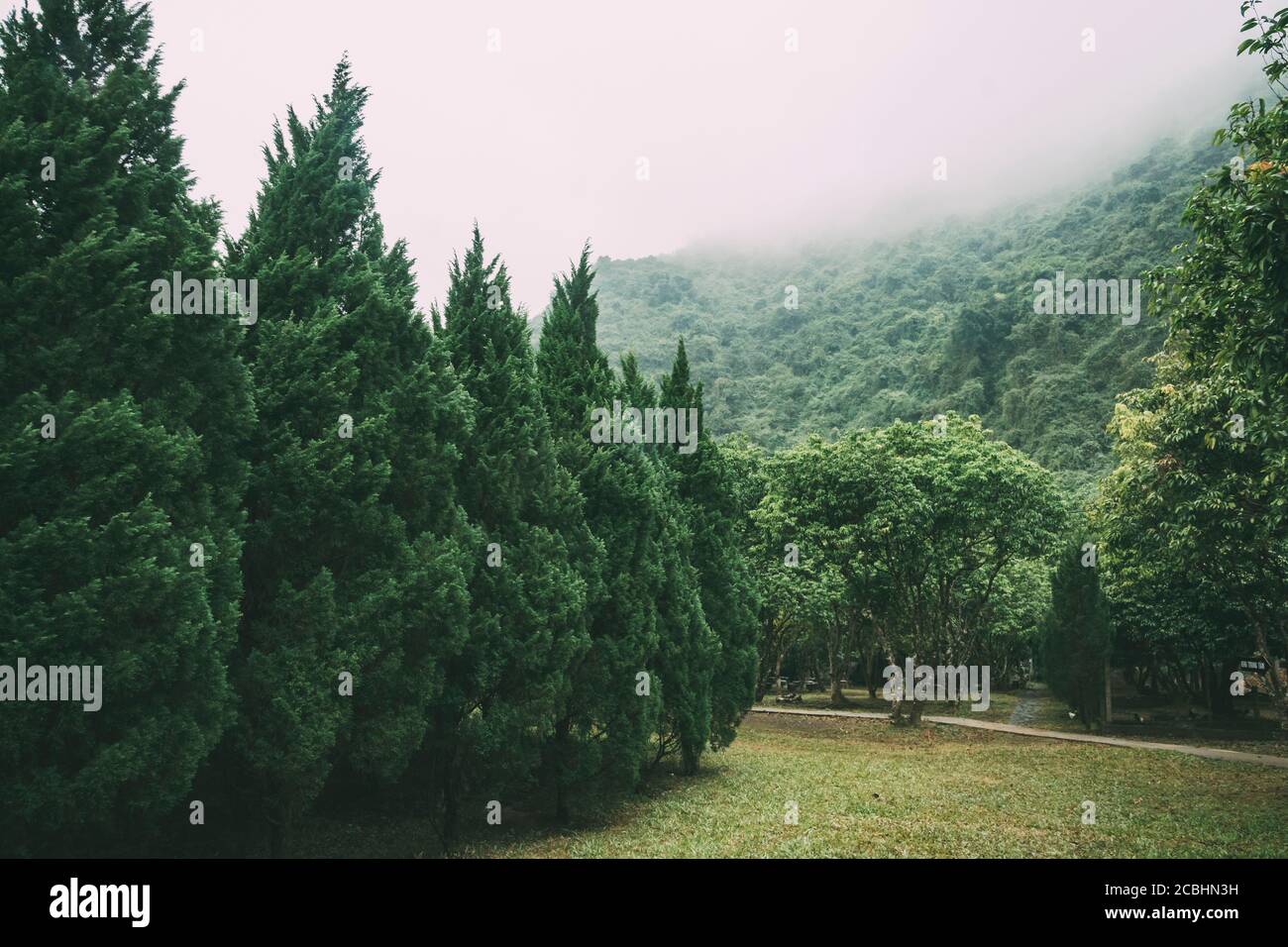 Misty fog in pine forest on mountain slopes. Color toning, faded, Forested mountain slope in low lying cloud with the evergreen conifers shrouded in Stock Photo
