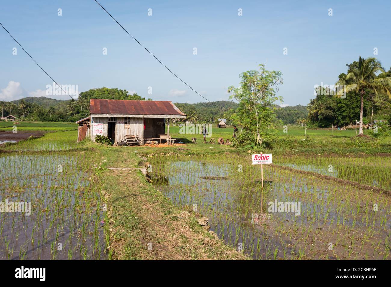 Bohol / Philippines - July 18, 2019: beautiful green rice fields flooded with water with farmers working in the background Stock Photo