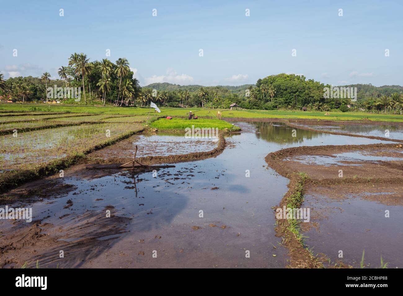 Bohol / Philippines - July 18, 2019: beautiful green rice fields flooded with water with farmers working in the background Stock Photo