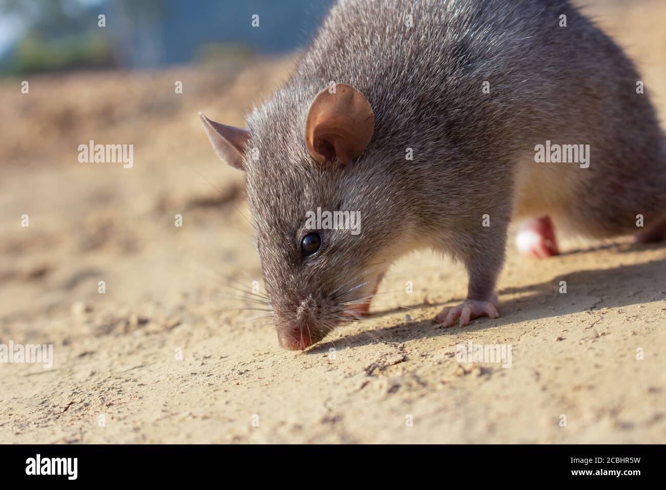 Chinese White-bellied Rat- Niviventer confucianus, Dimapur, Nagaland, India Stock Photo