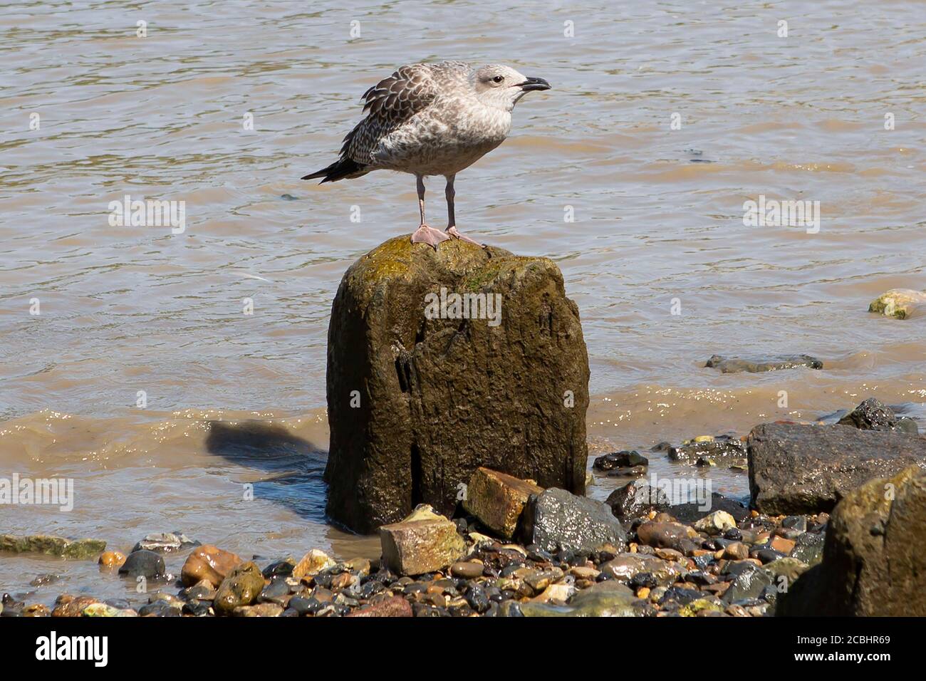 Young seagull perched on a stone Stock Photo