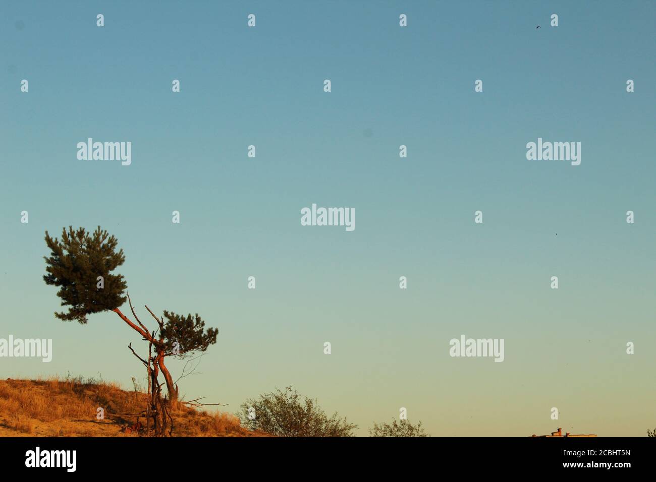 a lone solitary tree grows on the sand against a blue sky savanna landscape for a postcard picture Stock Photo