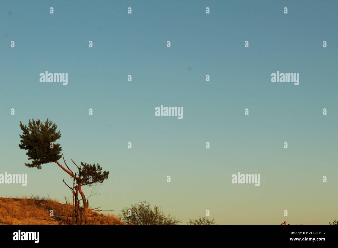a lone solitary tree grows on the sand against a blue sky savanna landscape for a postcard picture Stock Photo