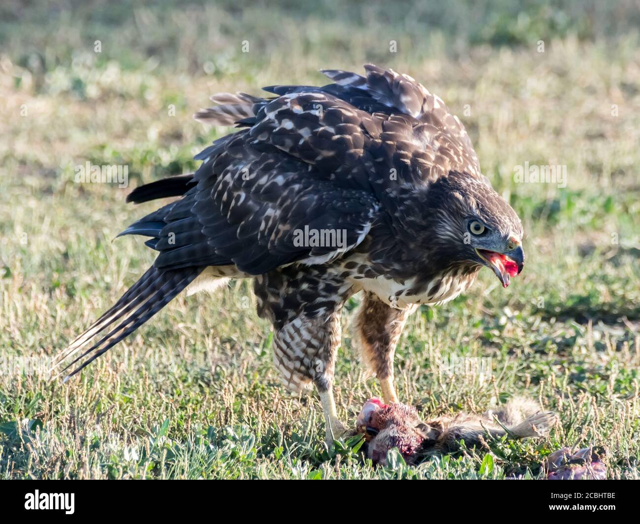 Juvenile Red-tailed Hawk feeding on dead squirrel. Stock Photo