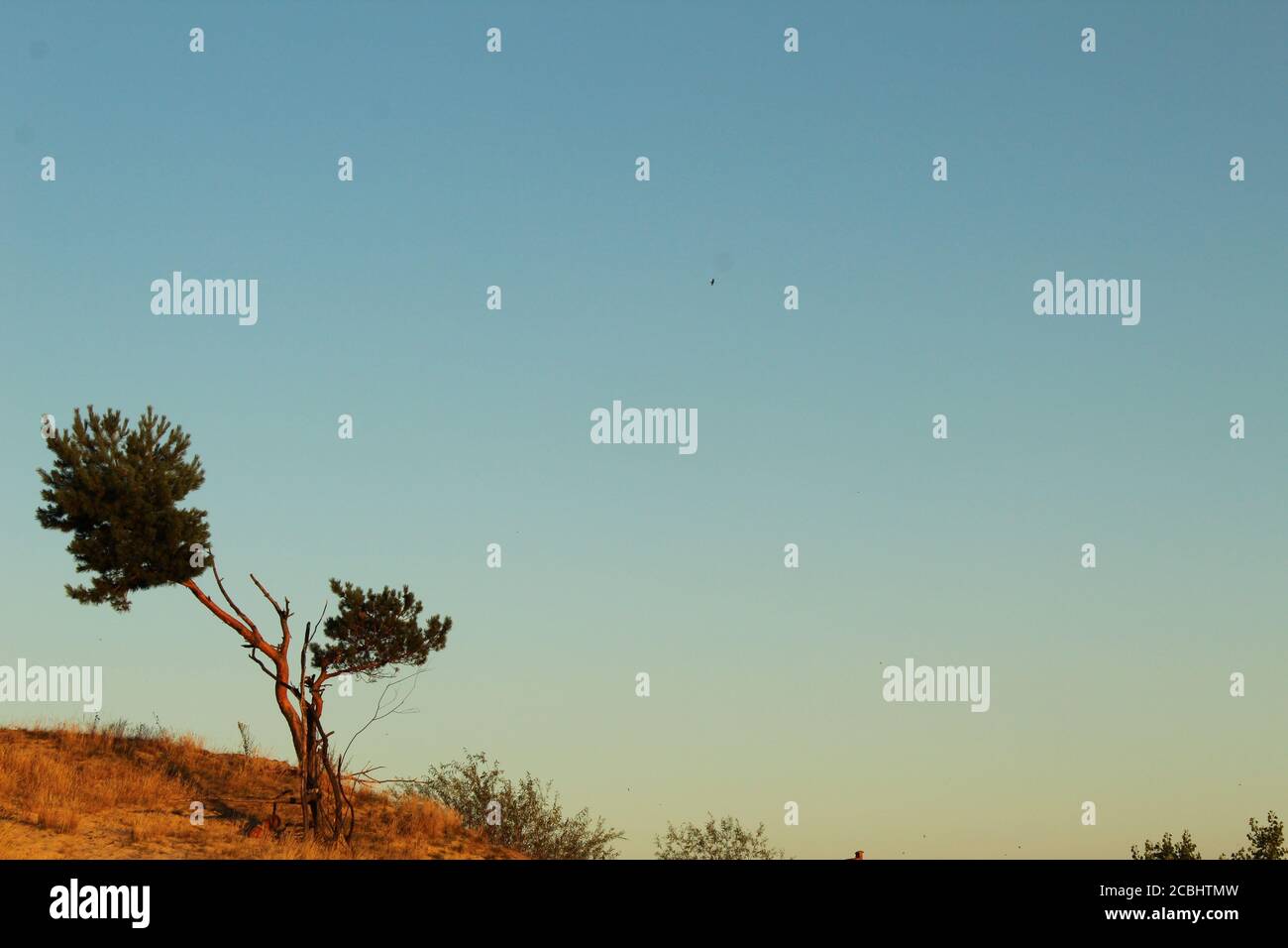 a lone solitary tree grows on the sand against a blue sky savanna landscape for a postcard picture Stock Photo