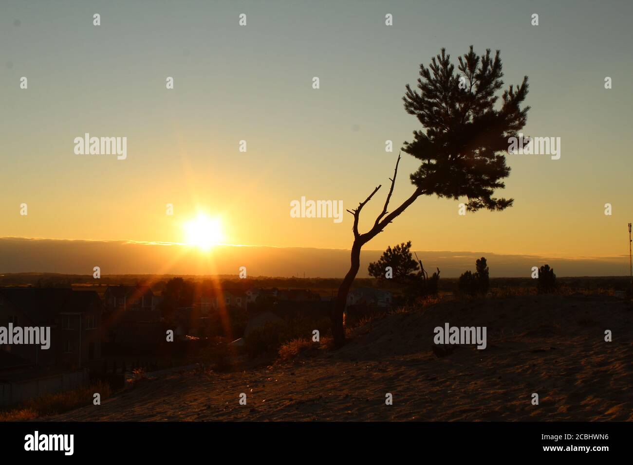 a single solitary tree grows on the sand against the sky blue sunset ...
