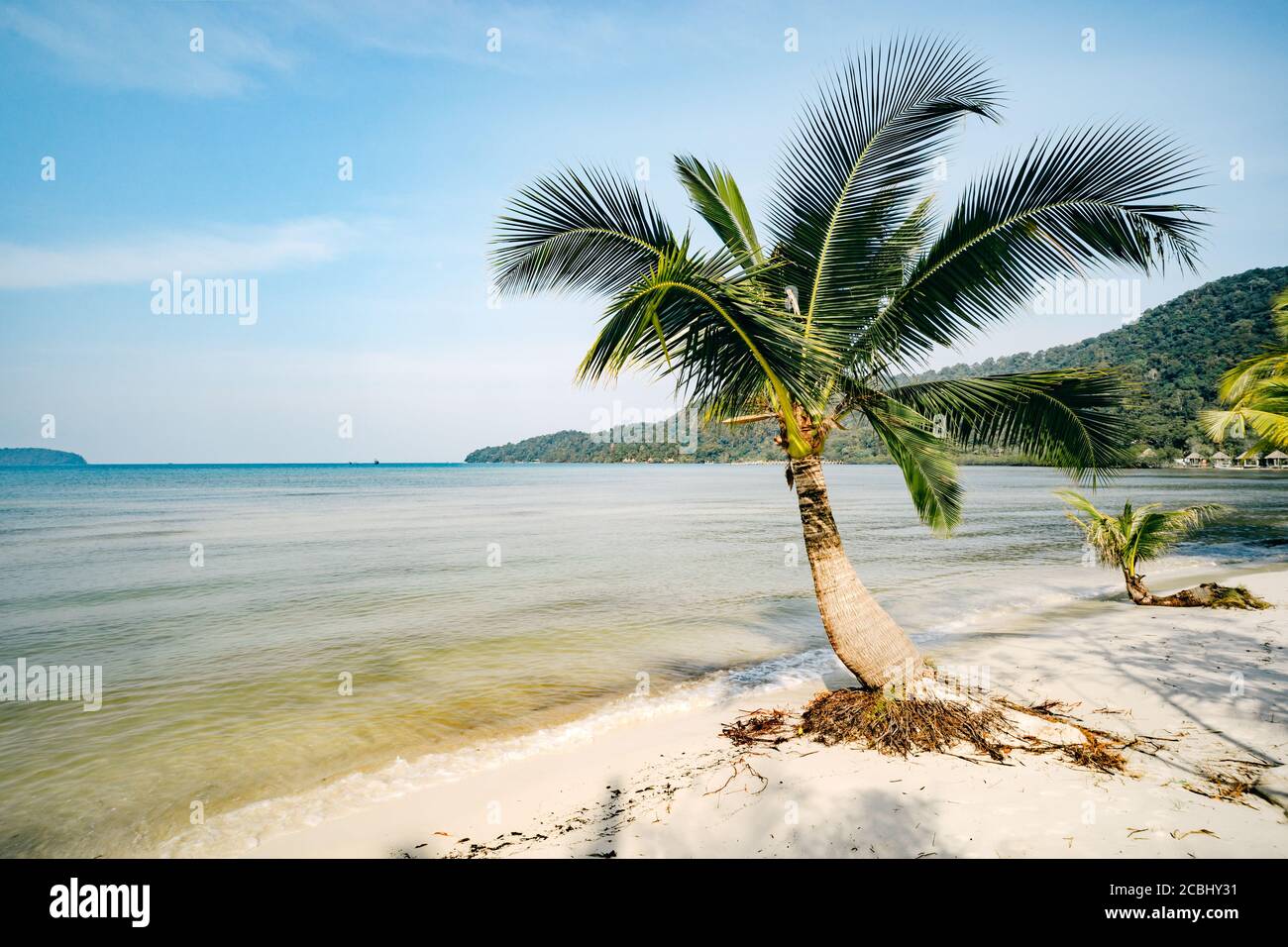 beautiful landscape with big green palm trees in the foreground to background of tourist umbrellas and sunbeds on a beautiful exotic beach Stock Photo