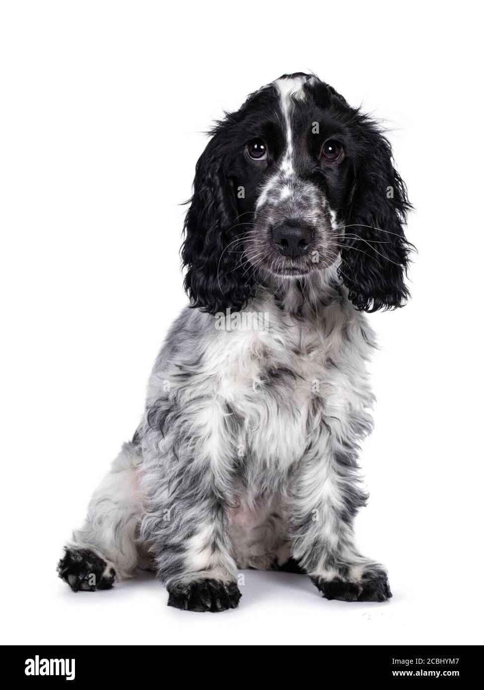 Dark blue roan cocker spaniel hires stock photography and images Alamy