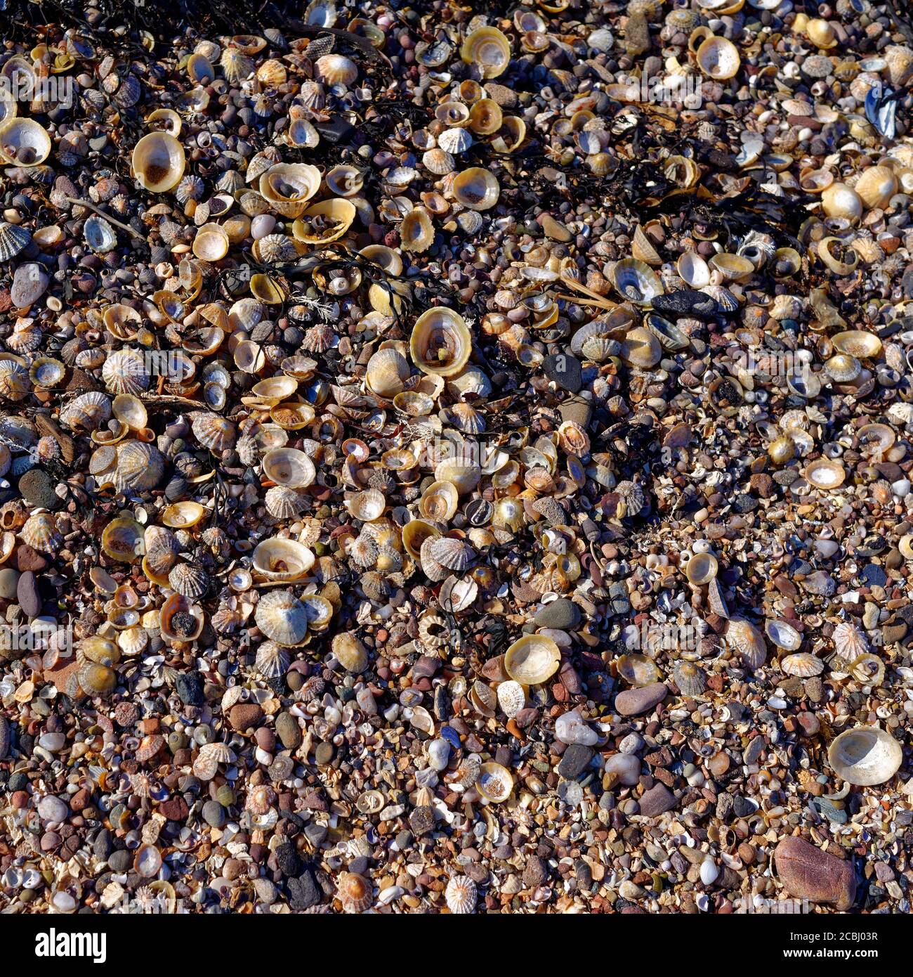 Shells and Shell Debris on a Scottish Beach off the East Coast of