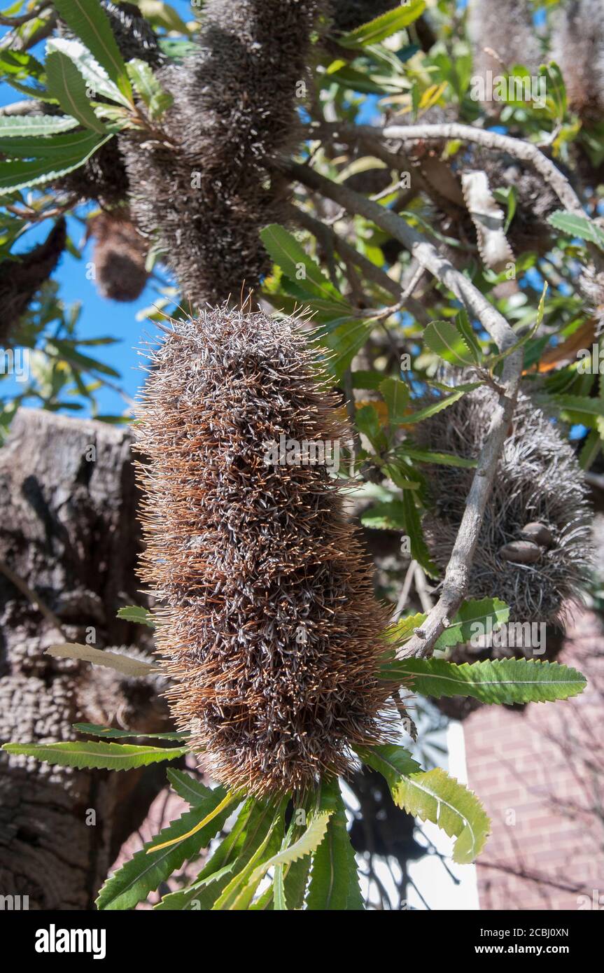 Dried flowers of Wallum banksia (Banksia aemula) an Australian native of swampy coastal heathland Stock Photo