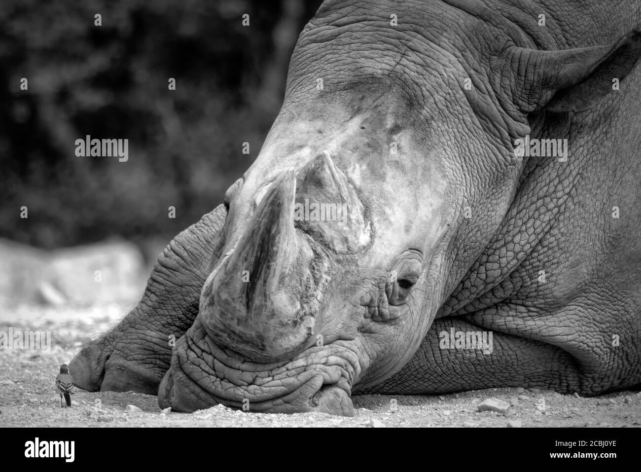 The white wagtale seems very brave to come so close to this giant white rhinocerus. The rhino was totally relaxed and ignored the bird. Stock Photo