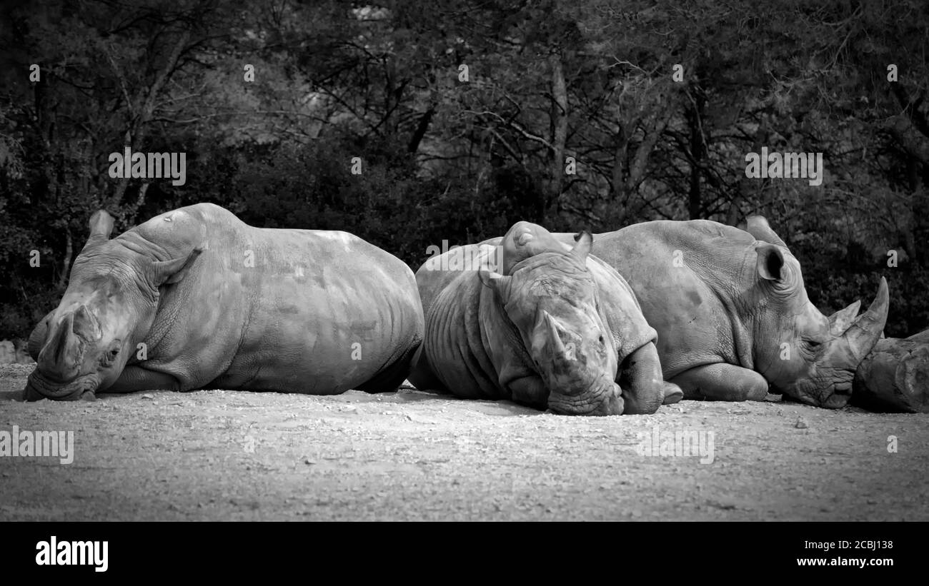 Three Southern White Rhinos are taking a nap. Stock Photo