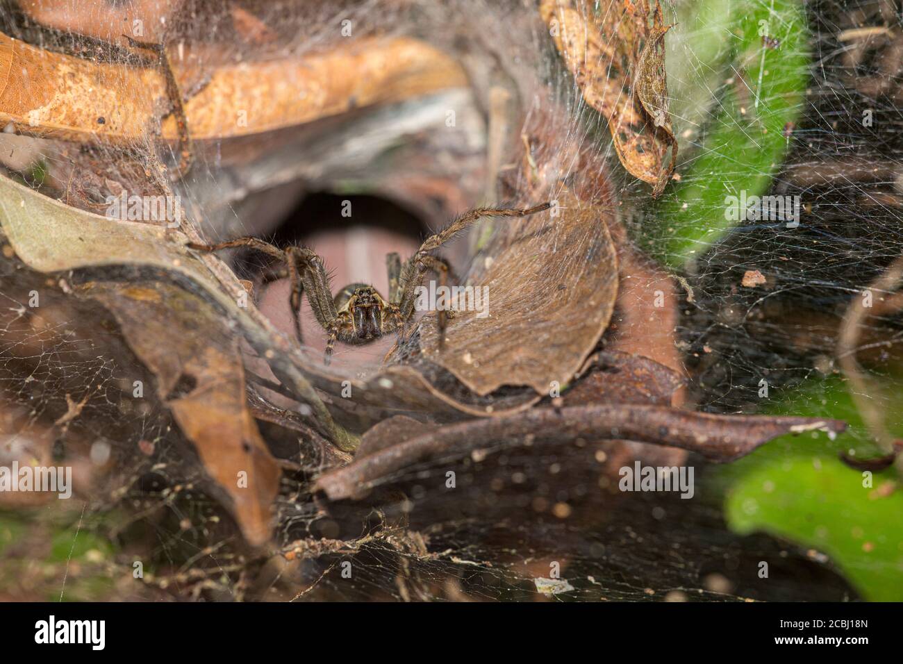 This large female funnel weaver lurks in front of her hole for careless victims Stock Photo