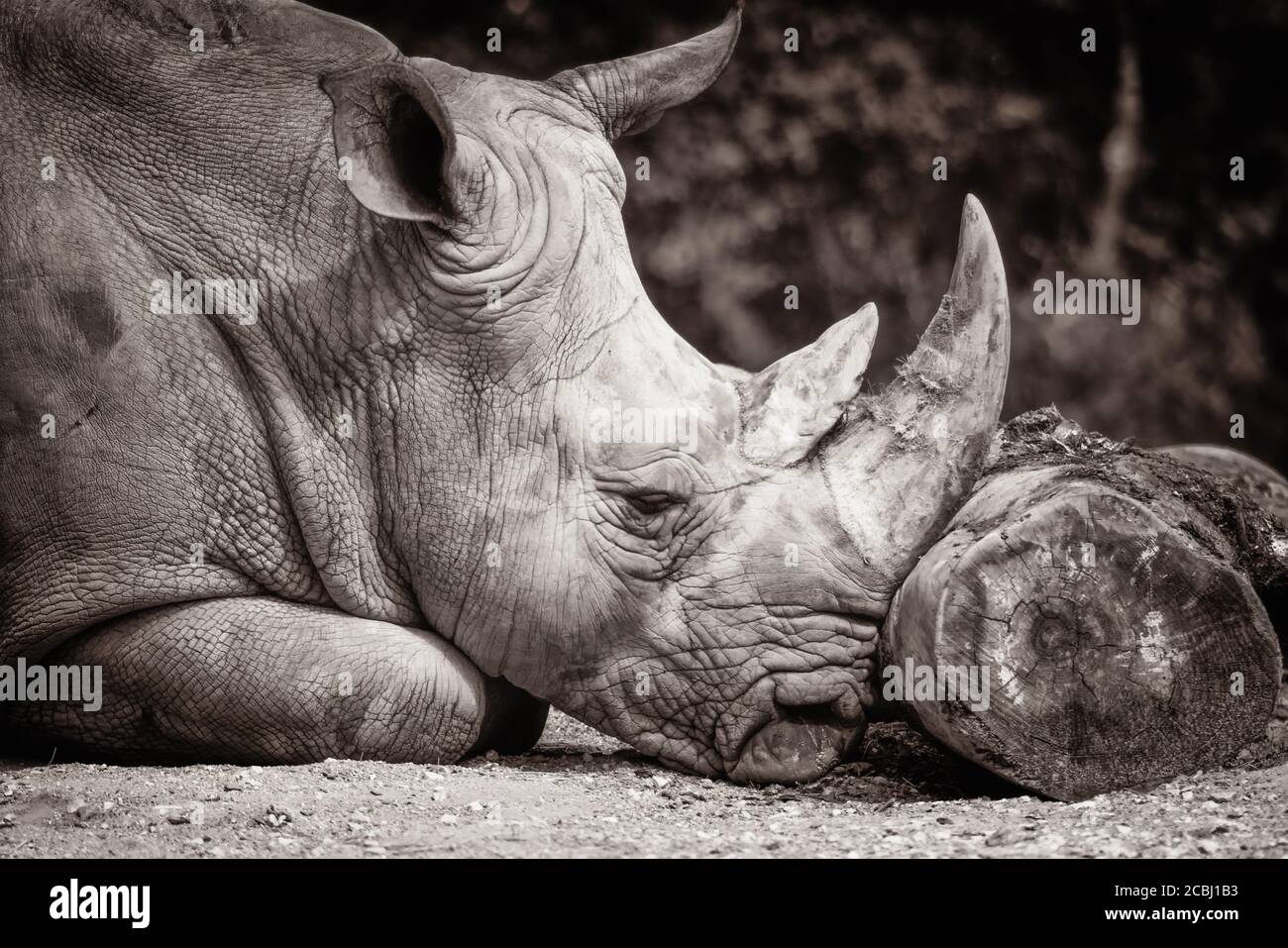 A Southern White Rhino is leans towards a trunk to take a nap. Stock Photo