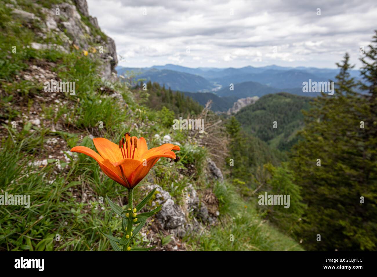 Orange lily in front of an alpine landscape in Lower Austria Stock Photo