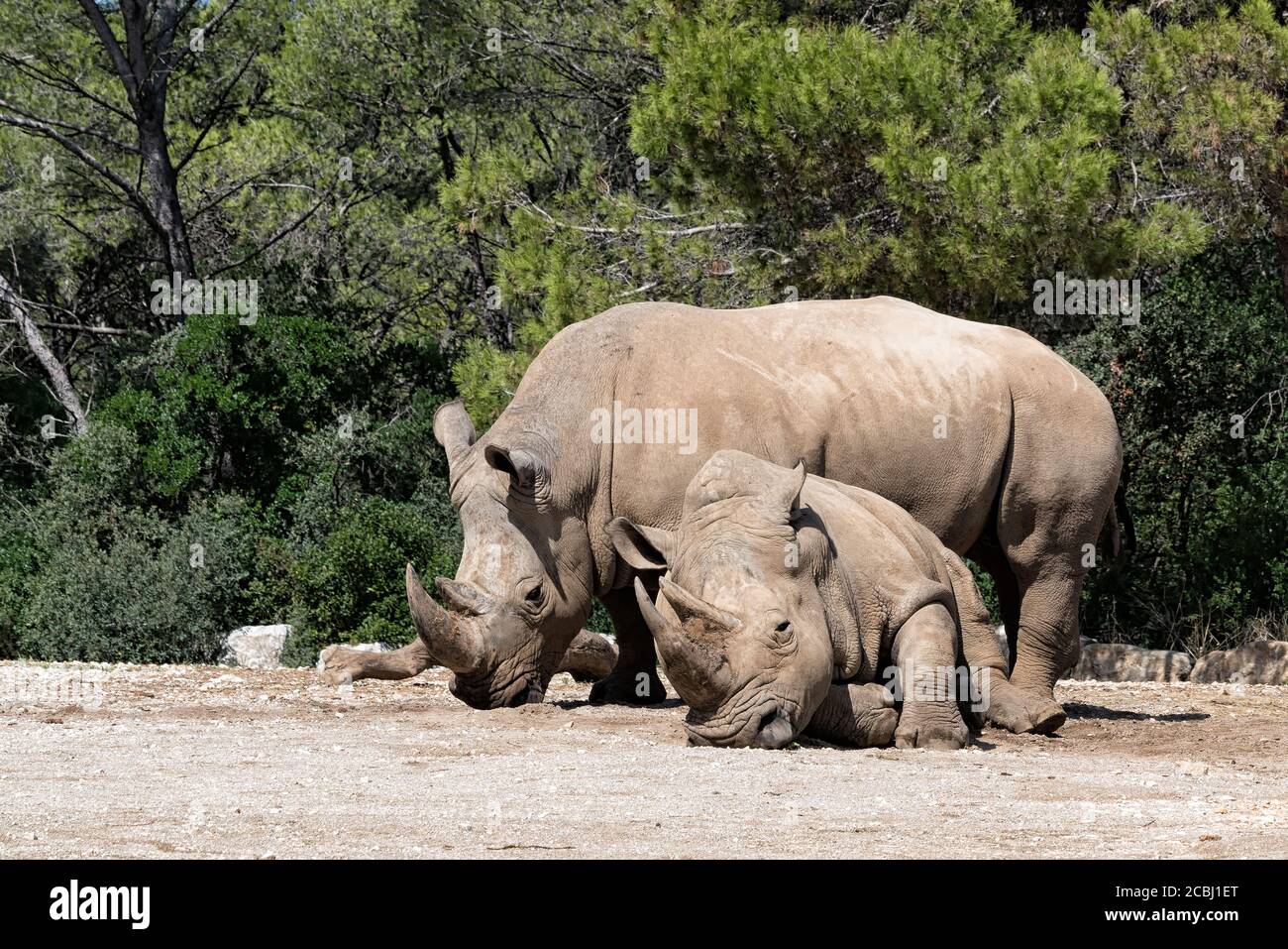 A Southern White Rhino stands behind it's napping mate in the bright sun. Stock Photo