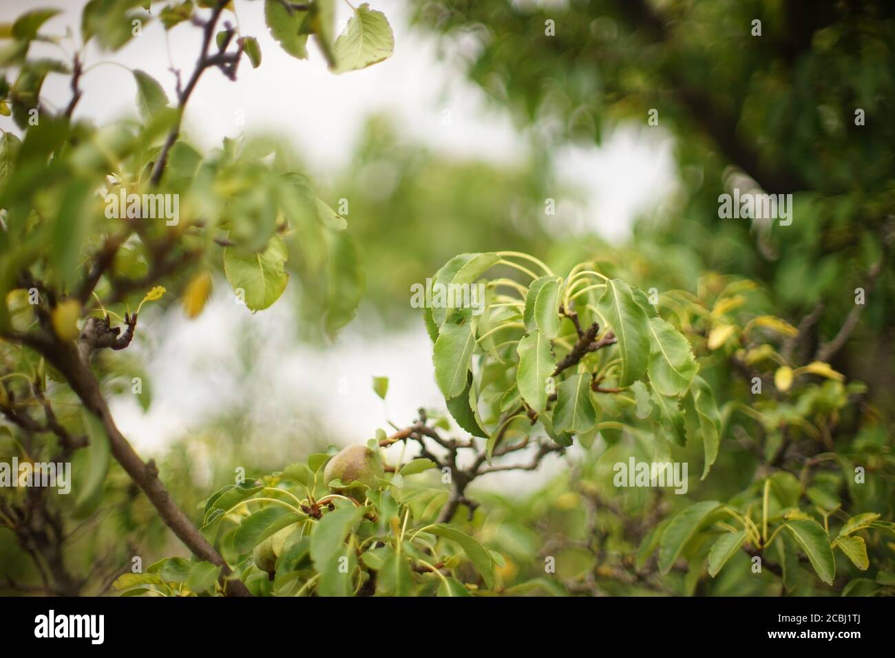 Pear organic tree field hi-res stock photography and images - Alamy