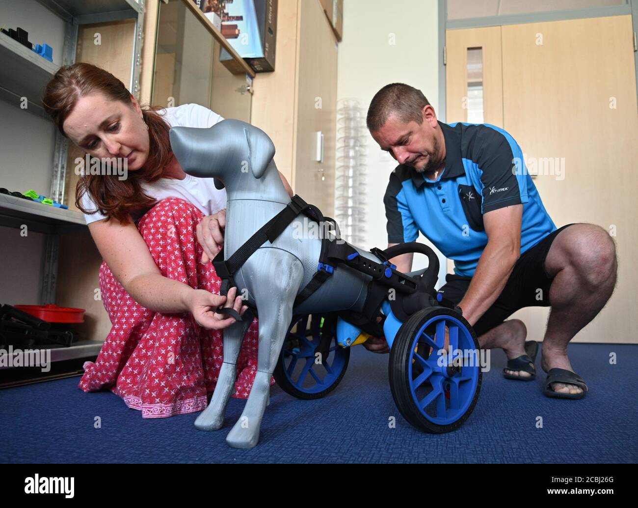 Brno, Czech Republic. 11th Aug, 2020. AnyOneGo, Czech company from Brno, manufactures prosthetics and wheelchairs for animals, most parts prints on 3D printers. On the photo L-R Jana Varnerova and Martin Schenk show a wheelchair for a dog, on August 11, 2020, in Brno, Czech Republic. (CTK photo/Igor Zehl) Stock Photo
