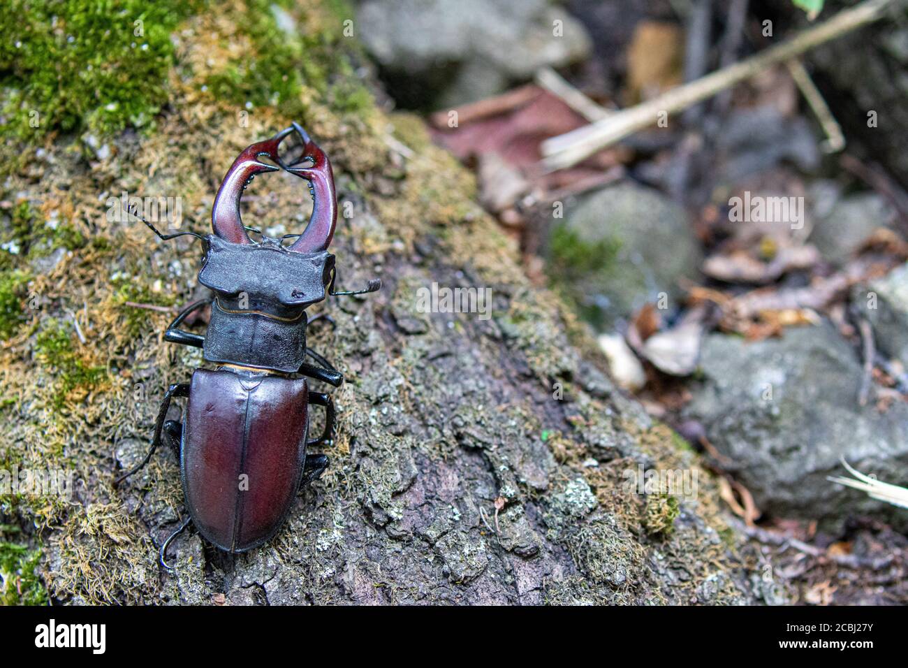 This impressive male stag beetle is sitting on its' breeding tree (Quercus sp.) Stock Photo