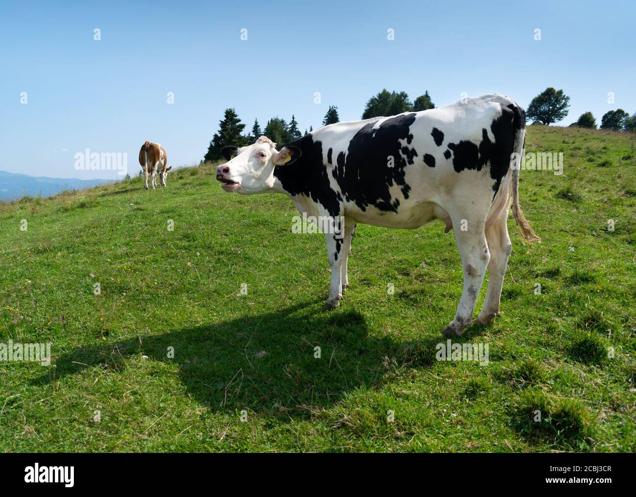 Sustainable farming, free grazing cow in mountain meadow. Dairy cow profile mooing in the open air Stock Photo