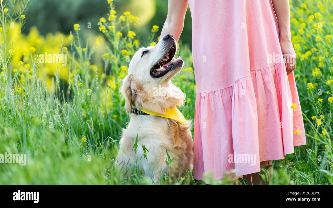 Happy golden retriever dog with girl on summer nature Stock Photo - Alamy