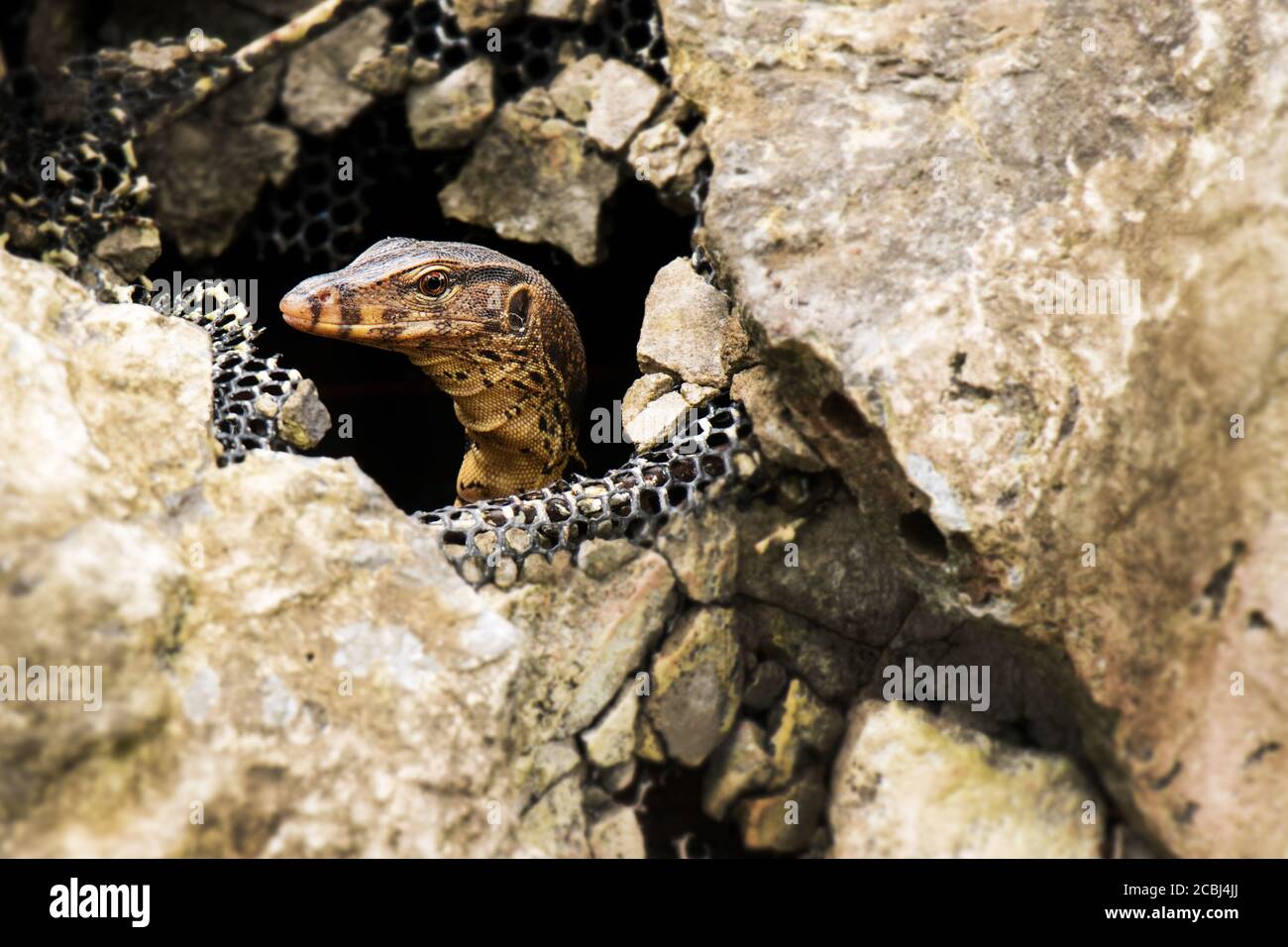 Water monitor lizard in the stone, Varanus salvator, Thailand, Asia Stock Photo
