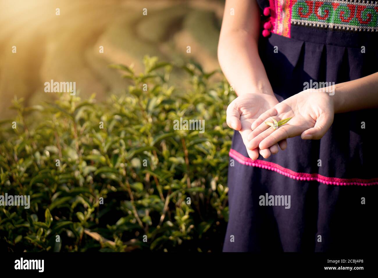 Fresh tea leaves in a hill tribe farmer hands with tea field background in the morning with beautiful sunrise background Stock Photo