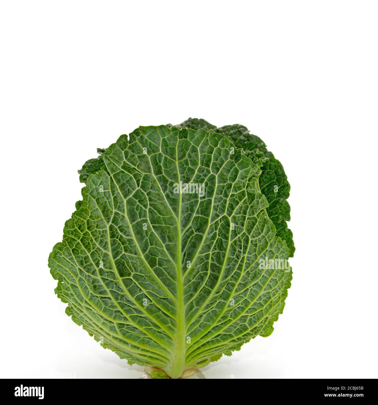 Savoy cabbage against a white background Stock Photo