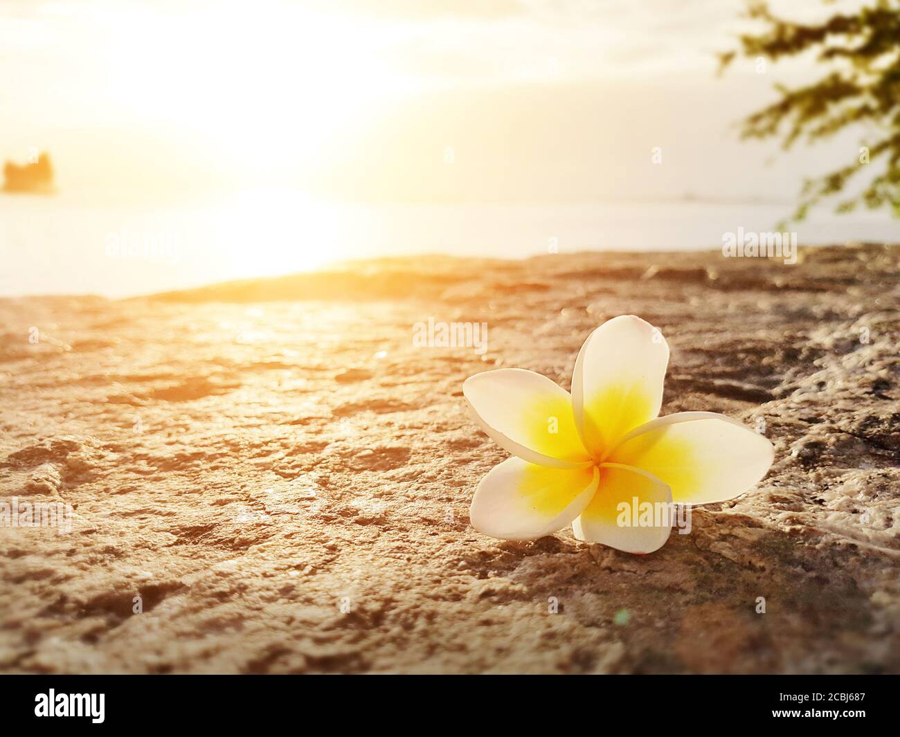 Frangipani ,Plumeria flower on the floor with sunset background at the sea beach Stock Photo