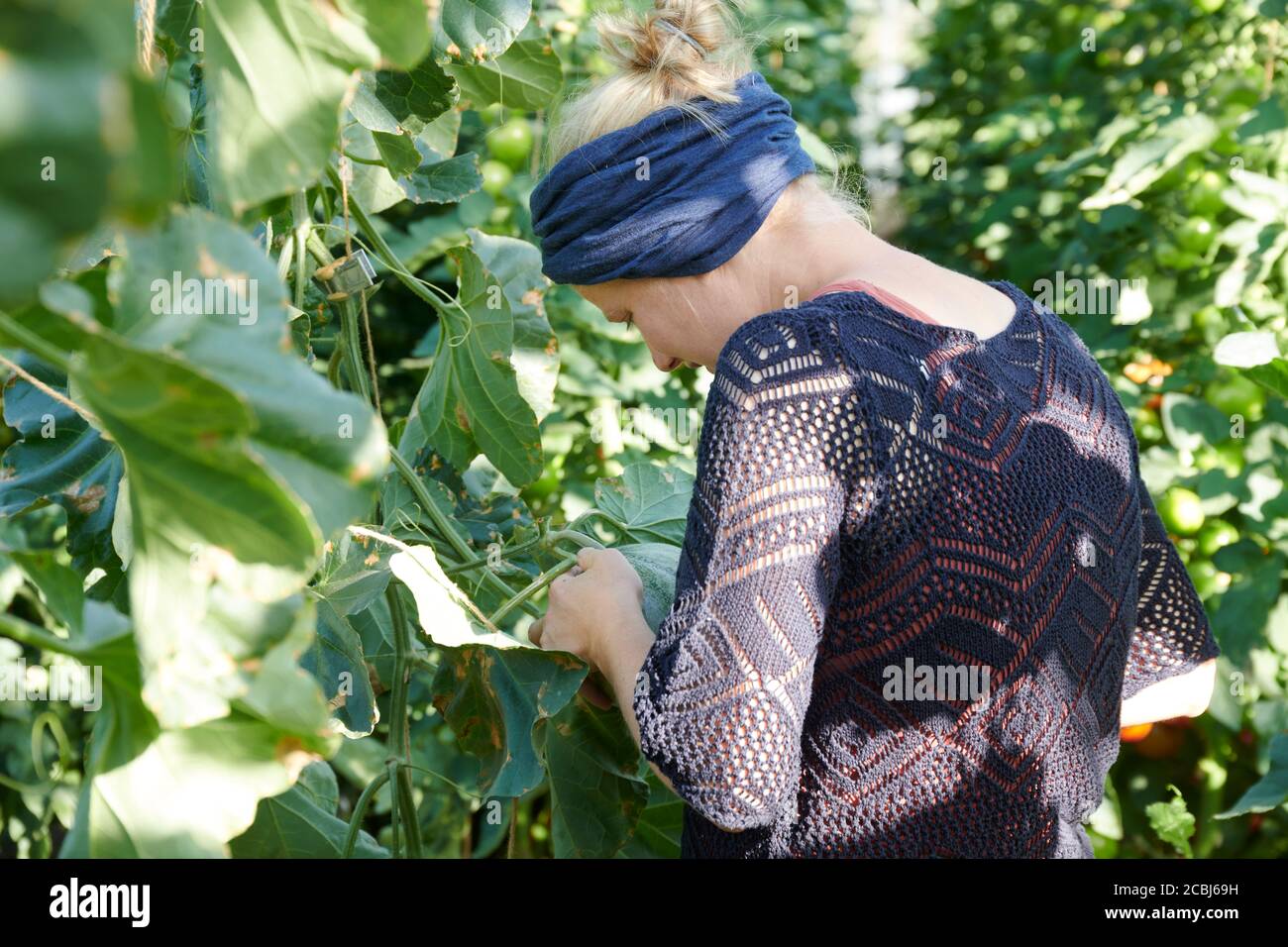 Gemuesegaertnerin beim Ernten von Honigmilonen aus einem biologisch, dynamisch bewirtschafteten Gewaechshaus. Stock Photo