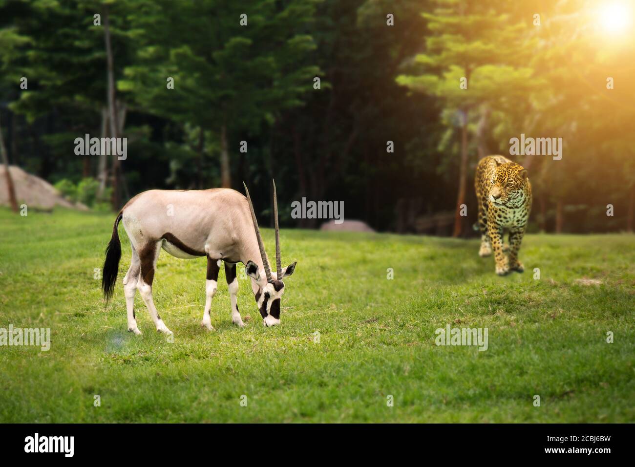 Animal wild life hunting food chain concept : leopard looking at Gemsbok (Gemsbuck) at green forest Stock Photo